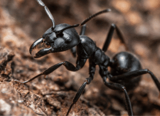 Do Carpenter Ants Bite? Complete Guide to Their Behavior, Risks, Symptoms, Home Damage, Infestation Signs, and How to Stay Safe at Home Effectively Do Carpenter Ants Bite