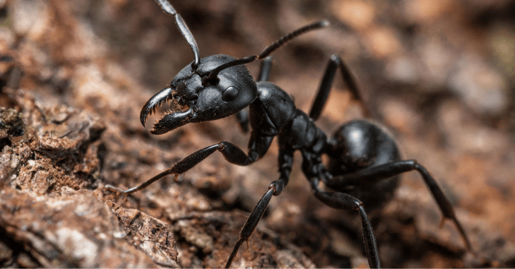 Do Carpenter Ants Bite Do Carpenter Ants Bite