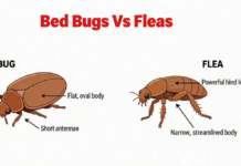 Bed Bugs Vs Fleas: All You Need to Know About Appearance Differences, Habitat and Living Conditions, Feeding Behavior, And Much More Bed Bugs Vs Fleas
