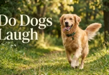 Do Dogs Laugh? A Complete Guide to Canine Laughter, Play Panting, Emotional Signals, Joy, and How Dogs Communicate With Their Owners Do Dogs Laugh