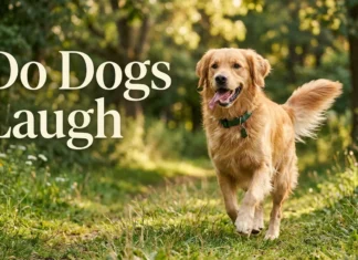 Do Dogs Laugh? A Complete Guide to Canine Laughter, Play Panting, Emotional Signals, Joy, and How Dogs Communicate With Their Owners Do Dogs Laugh