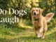 Do Dogs Laugh? A Complete Guide to Canine Laughter, Play Panting, Emotional Signals, Joy, and How Dogs Communicate With Their Owners Do Dogs Laugh